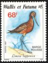 Bar-tailed Godwit (Limosa lapponica)